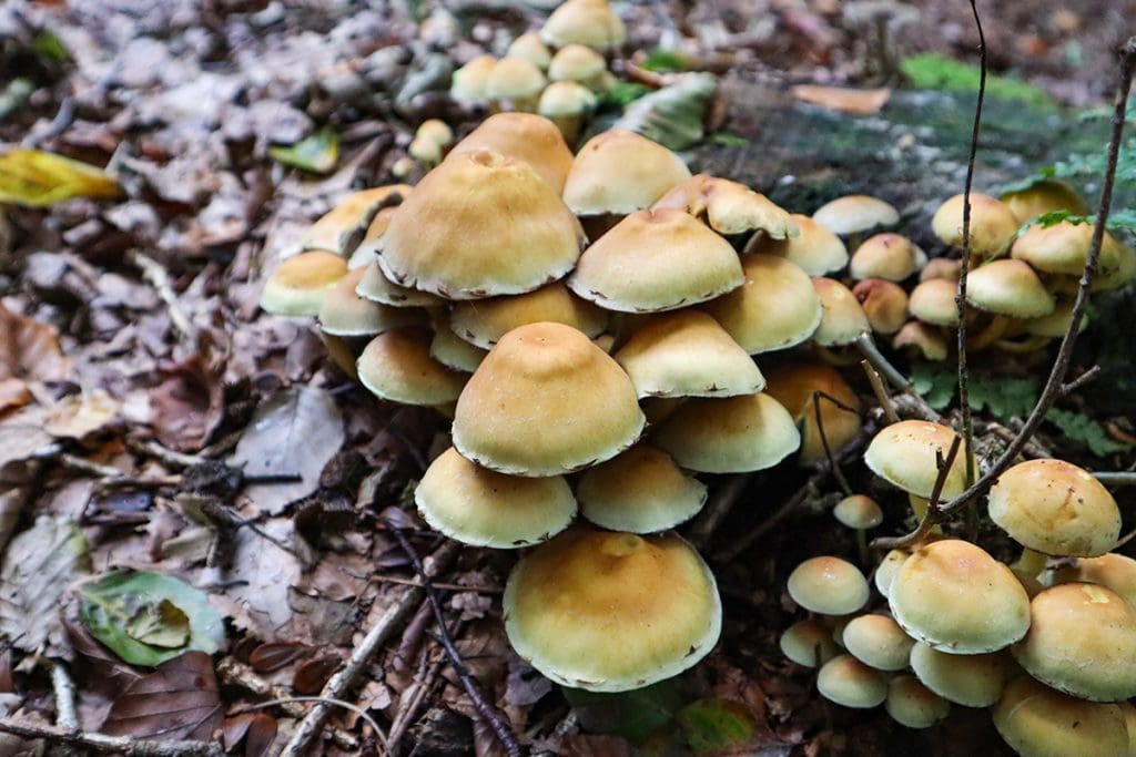 foto's van een mooie herfstwandeling