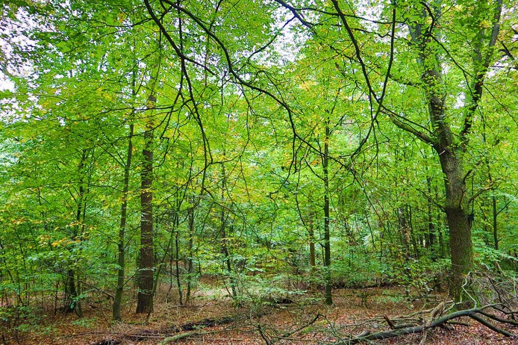 foto's van een mooie herfstwandeling