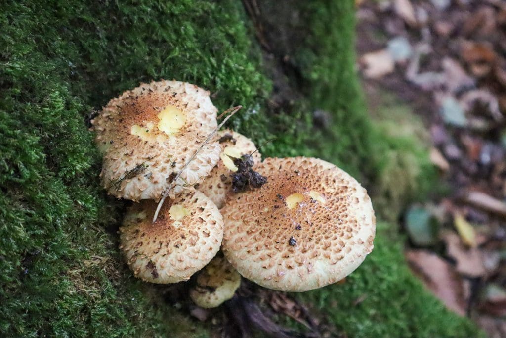 foto's van een mooie herfstwandeling