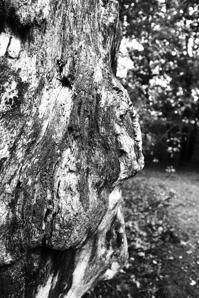 foto's van een mooie herfstwandeling