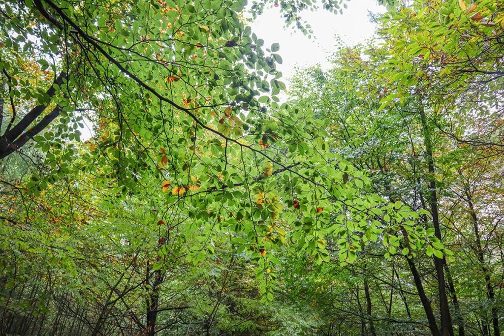 foto's van een mooie herfstwandeling