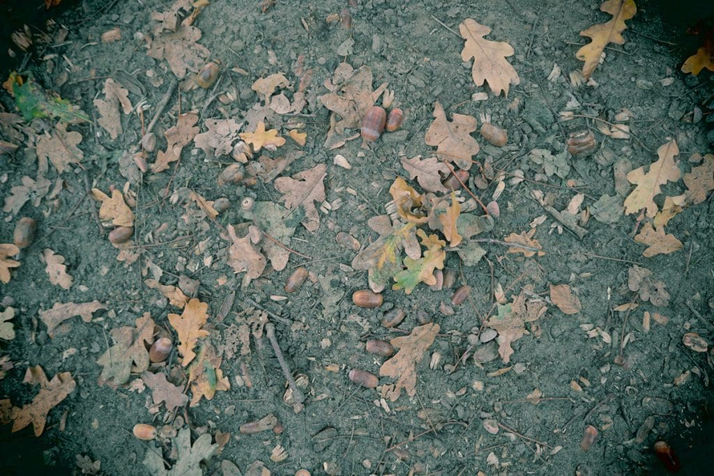 foto's van een mooie herfstwandeling