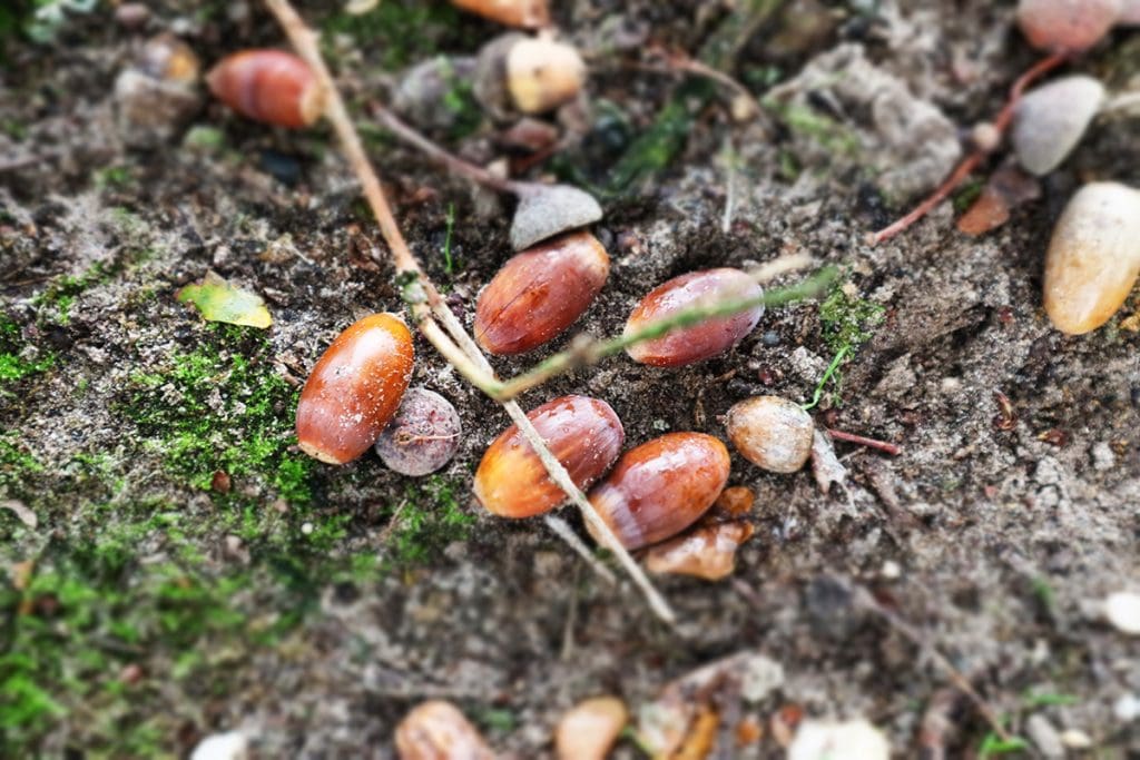 foto's van een mooie herfstwandeling