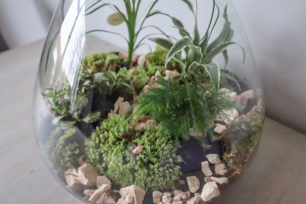 mini-ecosysteem-van-plant-rebelz