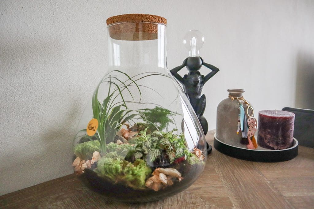 mini-ecosysteem-van-plant-rebelz