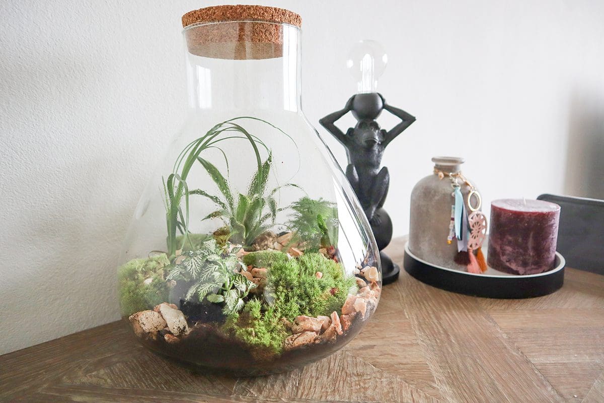 mini-ecosysteem van Plant Rebelz