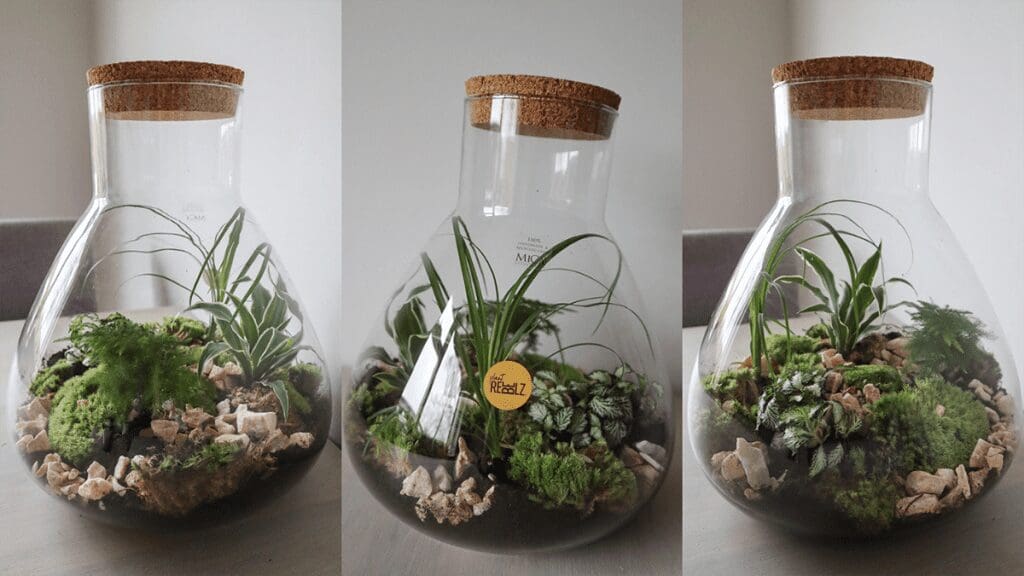 mini-ecosysteem-van-plant-rebelz