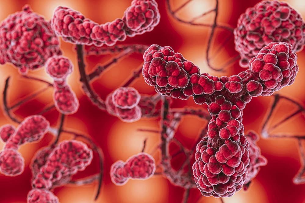 Wat is DHEA en hoe werkt het in het menselijk lichaam?