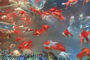 De voordelen van een aquarium voor kinderen en ouders