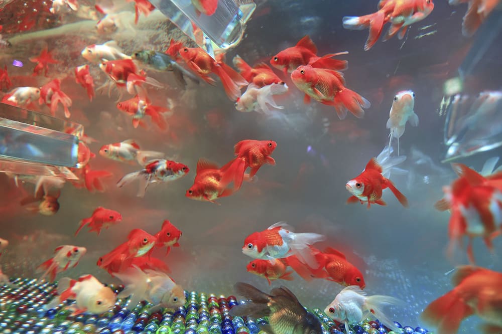 De voordelen van een aquarium voor kinderen en ouders
